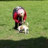 Nasenarbeit mit den Welpen und Junghunden 2019